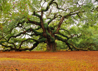 le « nouvel an des arbres »